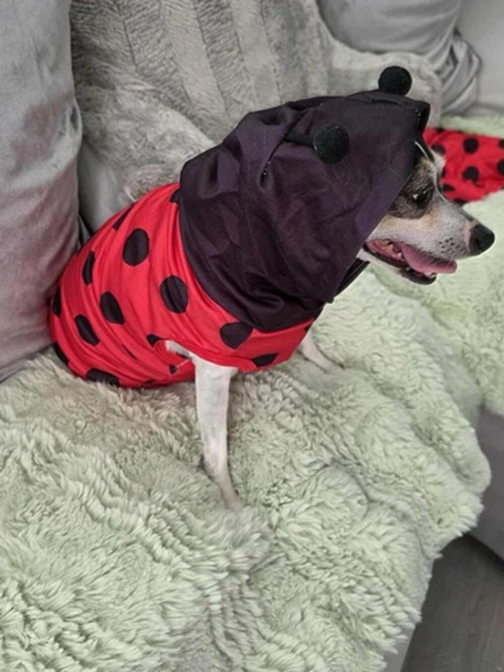 Dog Ladybug Costume Size M Lightweight Breathable